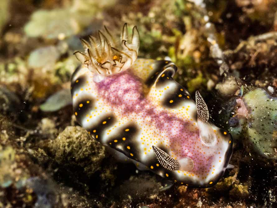 Risbecia godeffroyana